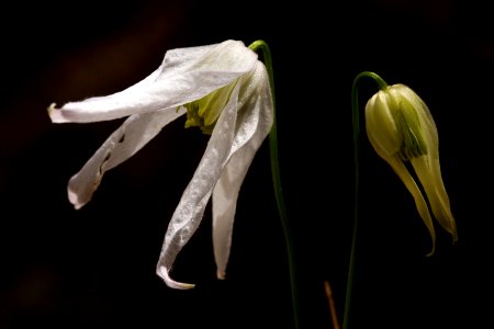 Clematis columbiana
