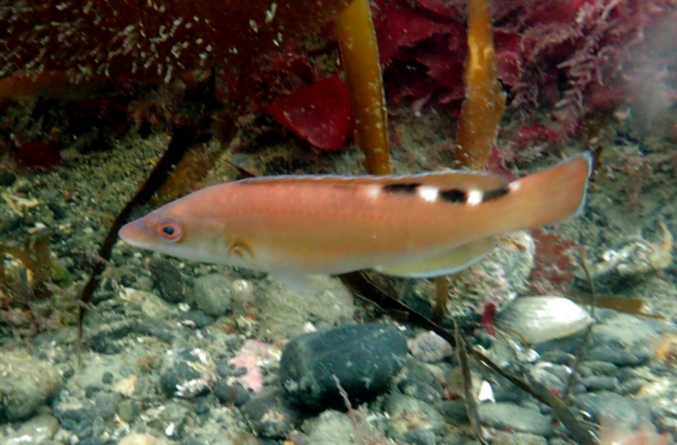 Cuckoo Wrasse (Female) (Labrus mixtus)