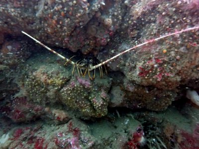 Spiny Lobster