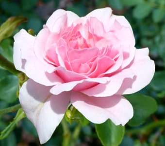 Pink Rose photo
