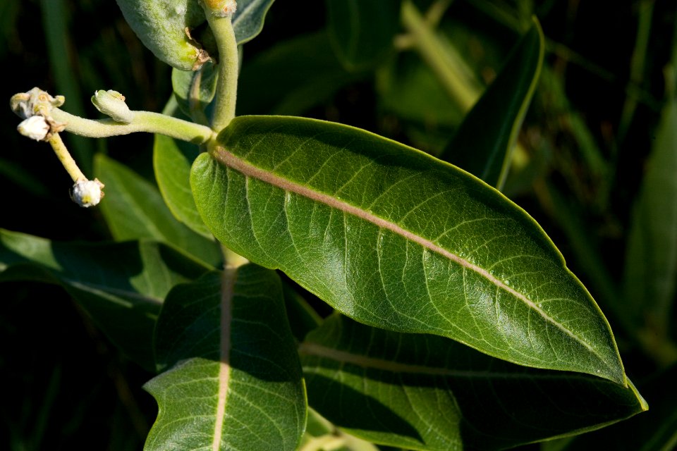 Asclepias speciosa