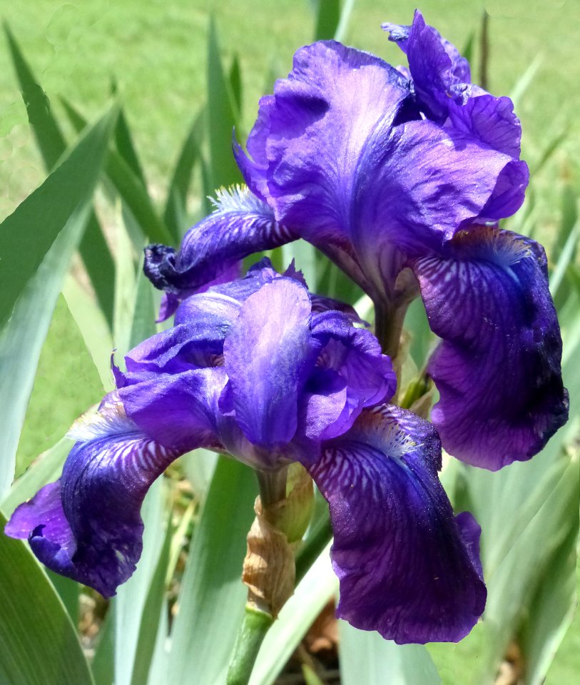 Iris photo