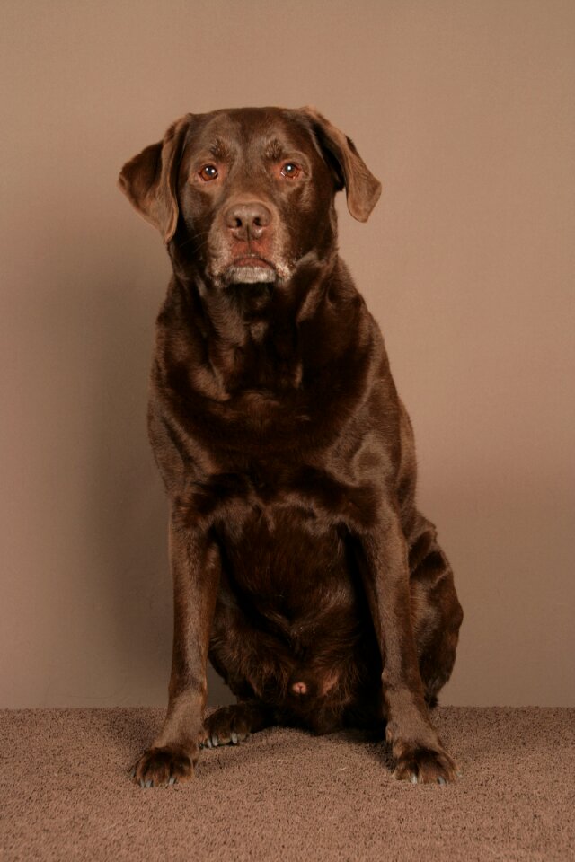 Labrador animal sitting