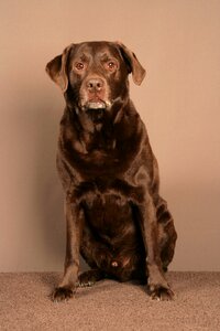 Labrador animal sitting