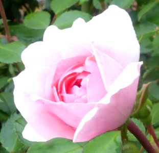 Pink Rosebud photo
