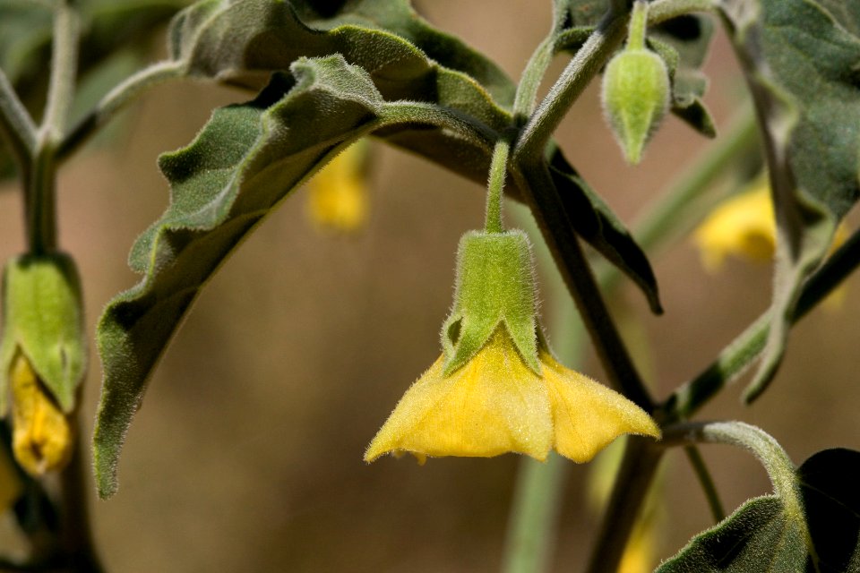 Physalis hederifolia