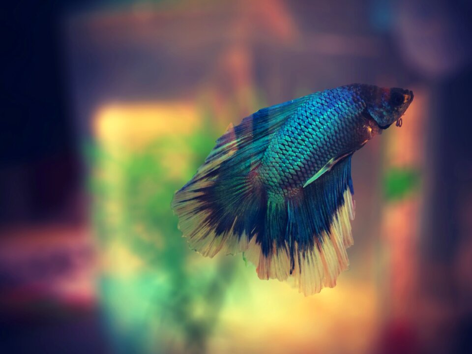 Betta macro swimming