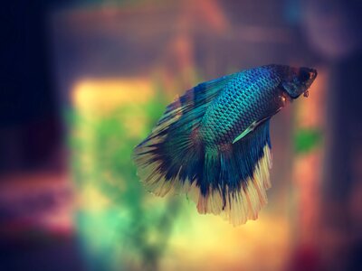 Betta macro swimming