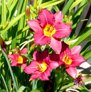Red Lillies