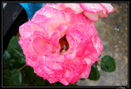 Flor húmeda