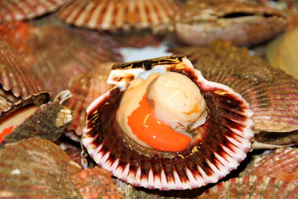 Shellfish appetizer delicious