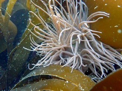 Sea anemone photo