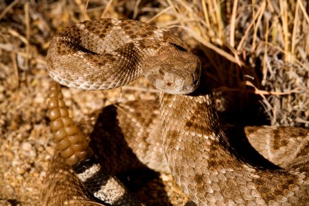 Crotalus atrox