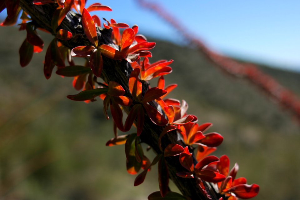 Fouquieria splendens