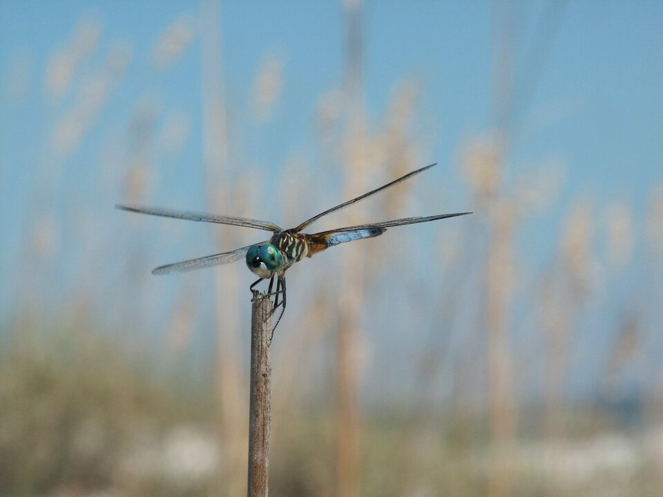 Wildlife nature close up