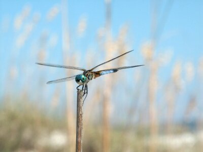 Wildlife nature close up photo