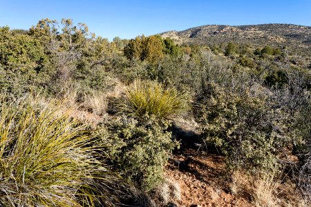 Near Gold Gulch
