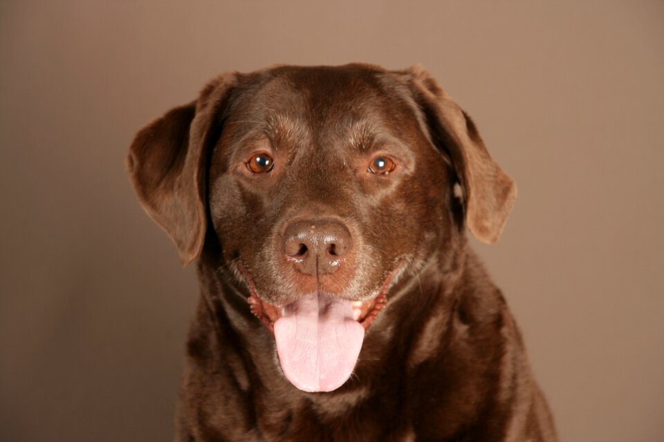Animal brown pet