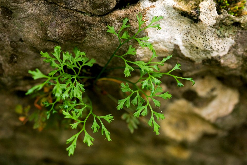 Asplenium ruta-muraria