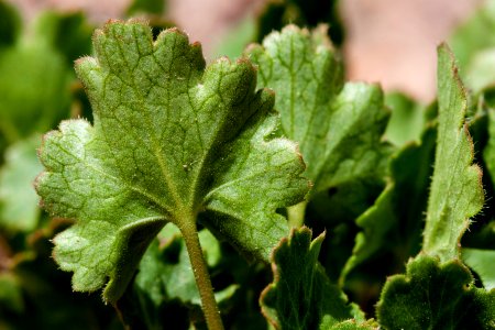 Heuchera