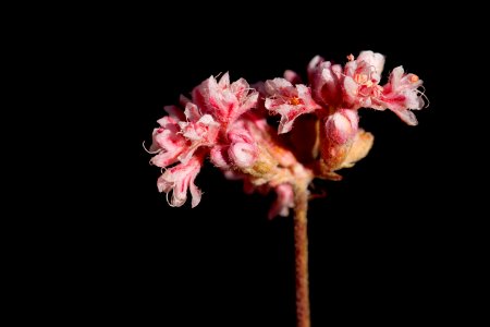 Eriogonum fasciculatum