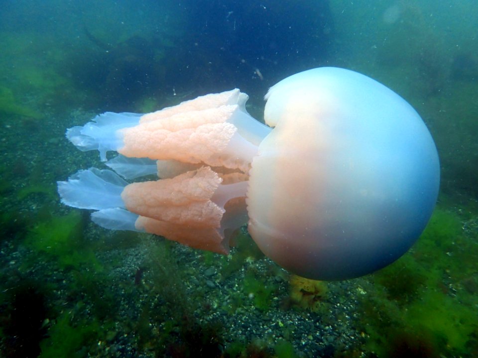Barrel Jellyfish (Rhizostoma pulmo)