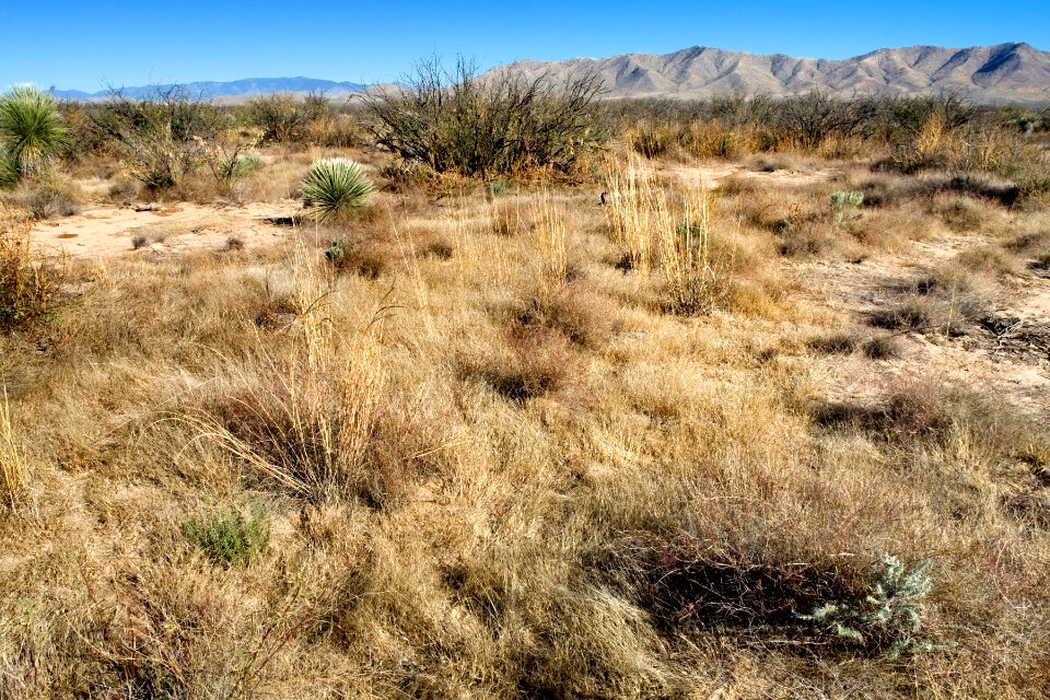 Northeast of Willcox Playa