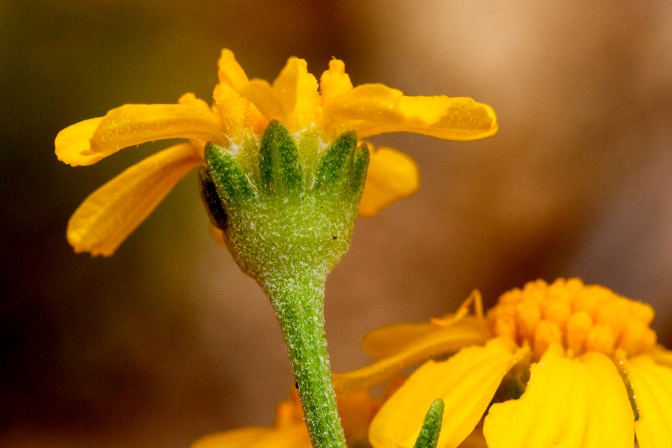 Hymenoxys richardsonii