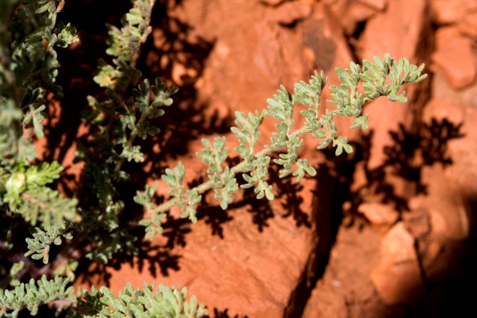 Descurainia pinnata subsp. ochroleuca