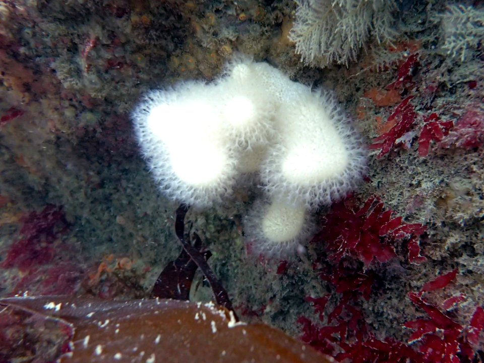 Dead mens fingers (Alcyonium digitatum)