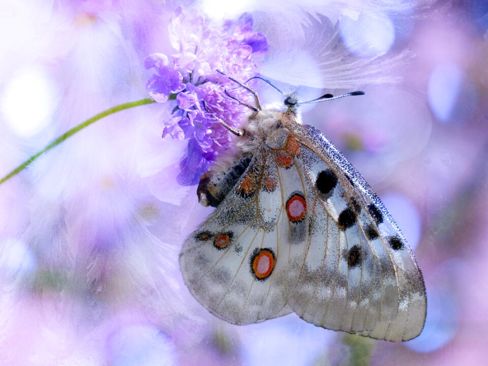 Butterfly apollo apollofalter