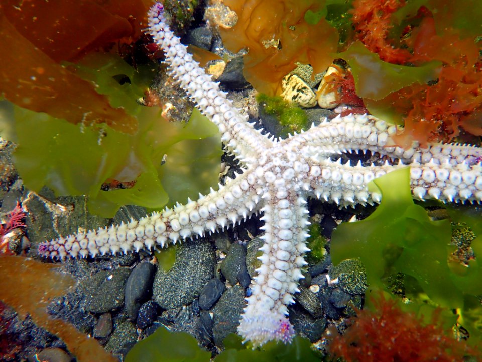 Spiny starfish (Marthasterias glacialis)