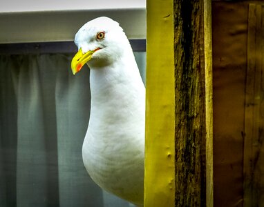 Gull looking natural photo