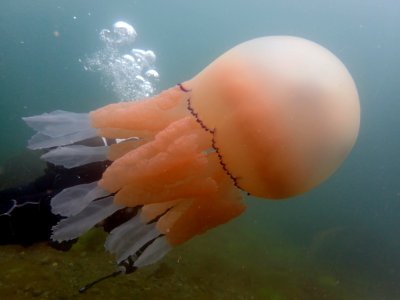 Barrel Jellyfish