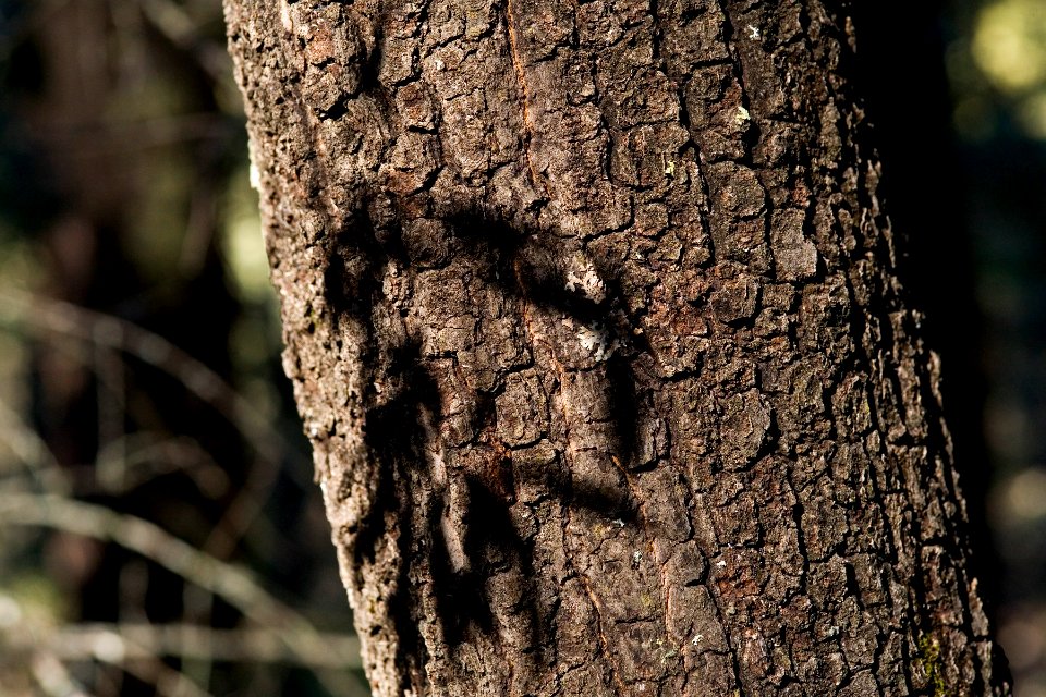 Quercus hypoleucoides
