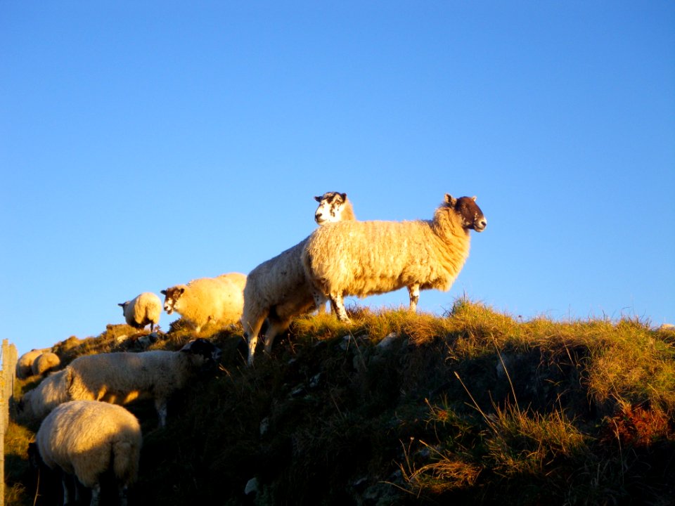 Sheep at Pentire Head