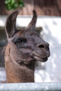 Animal head mammal brown