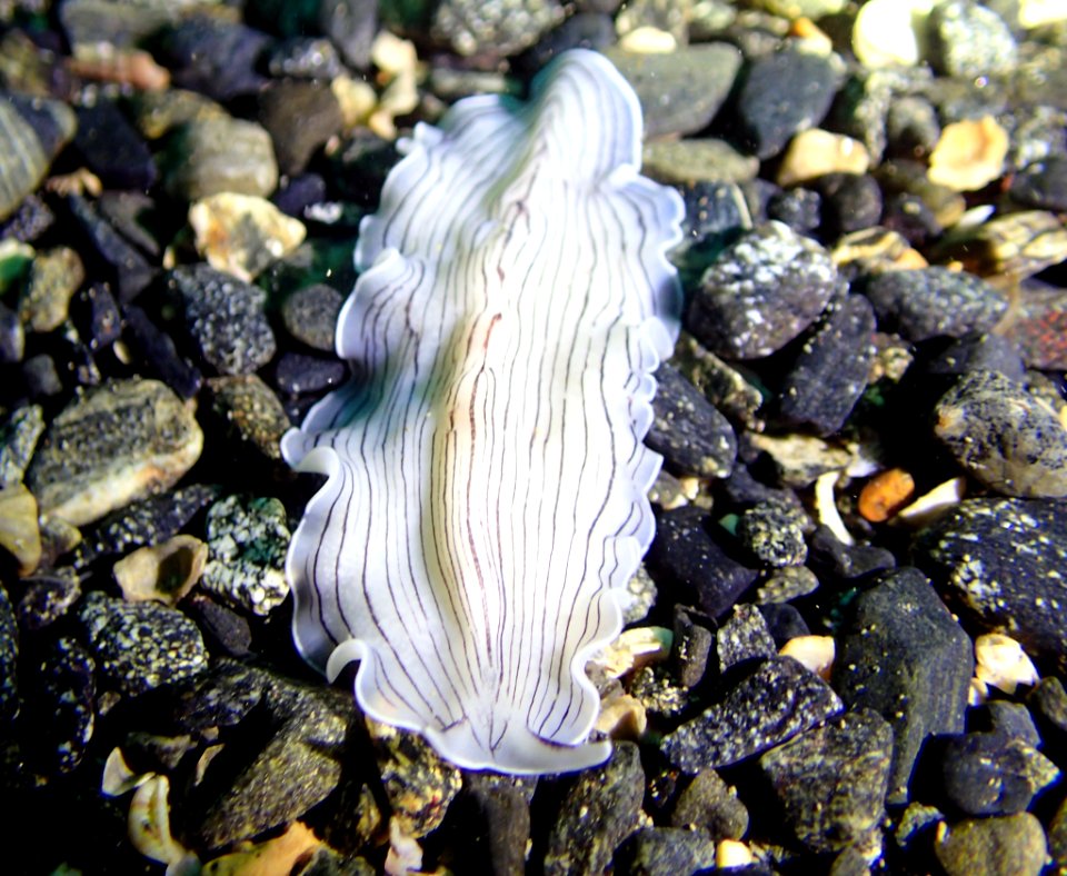 Candy stripe flatworm (Prostheceraeus vittatus)