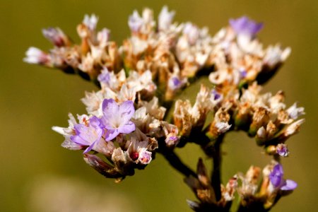 Limonium limbatum