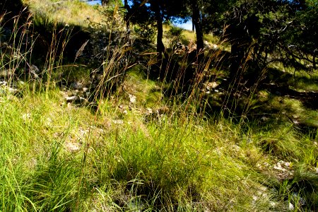 Andropogon gerardii