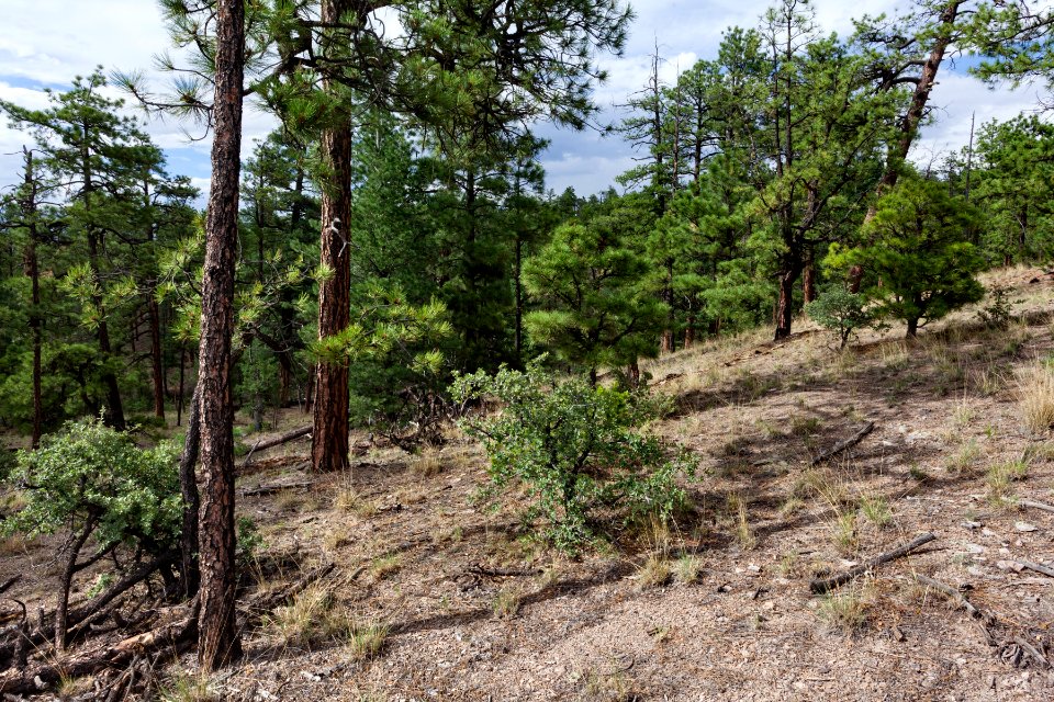 Near the Continental Divide Trail