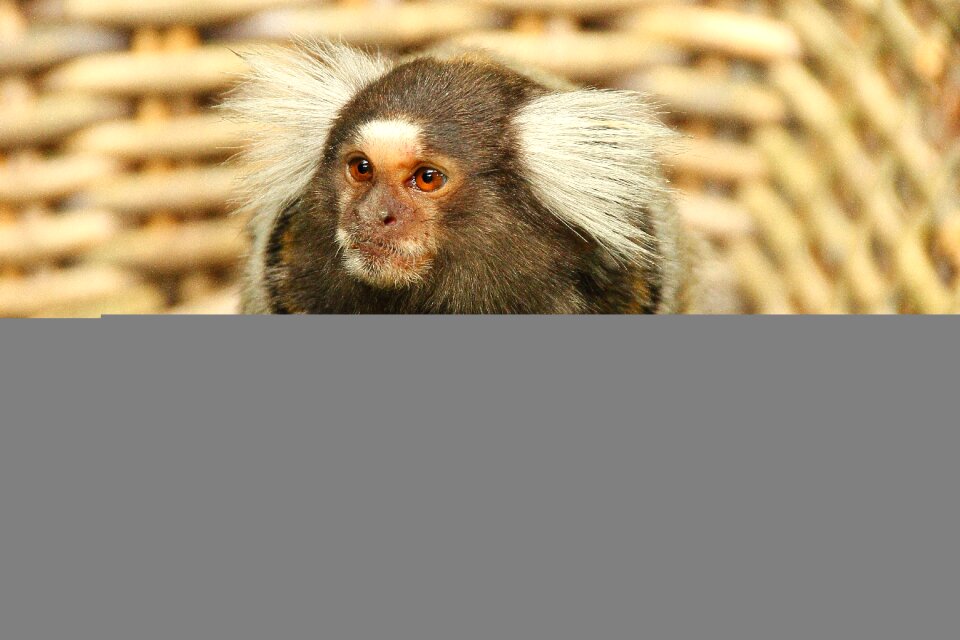 Mammal cute primate