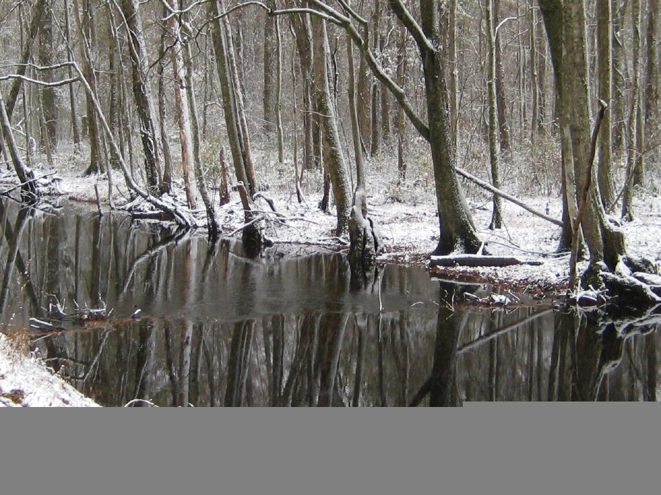 Landscape nature trees