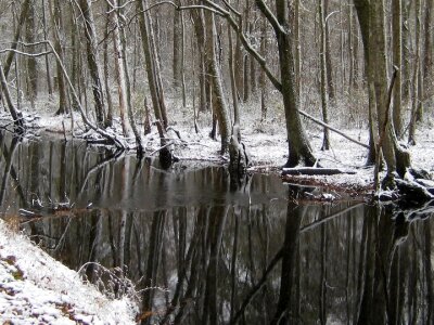 Landscape nature trees photo