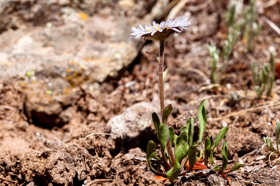 Erigeron grandiflorum