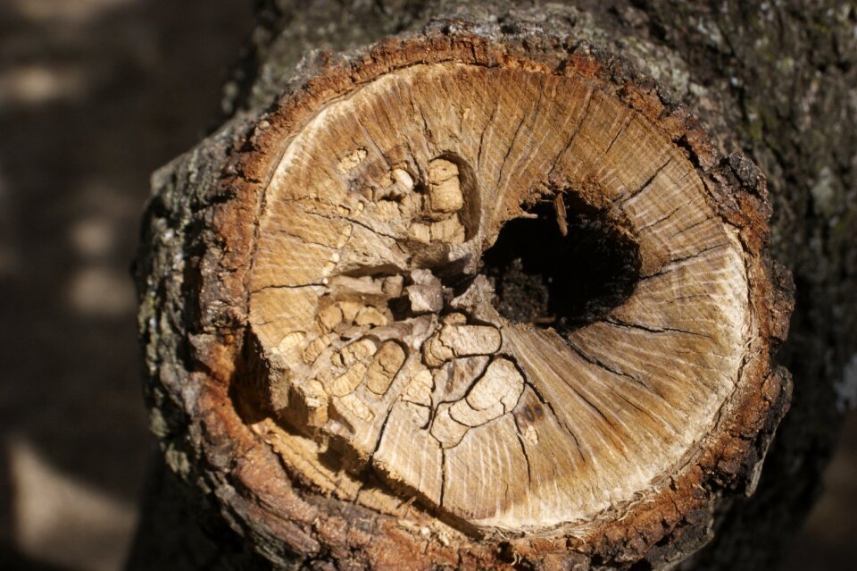 Wood bark cut trunk
