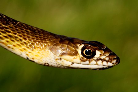 Masticophis flagellum