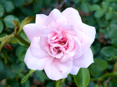 Pink Rose photo