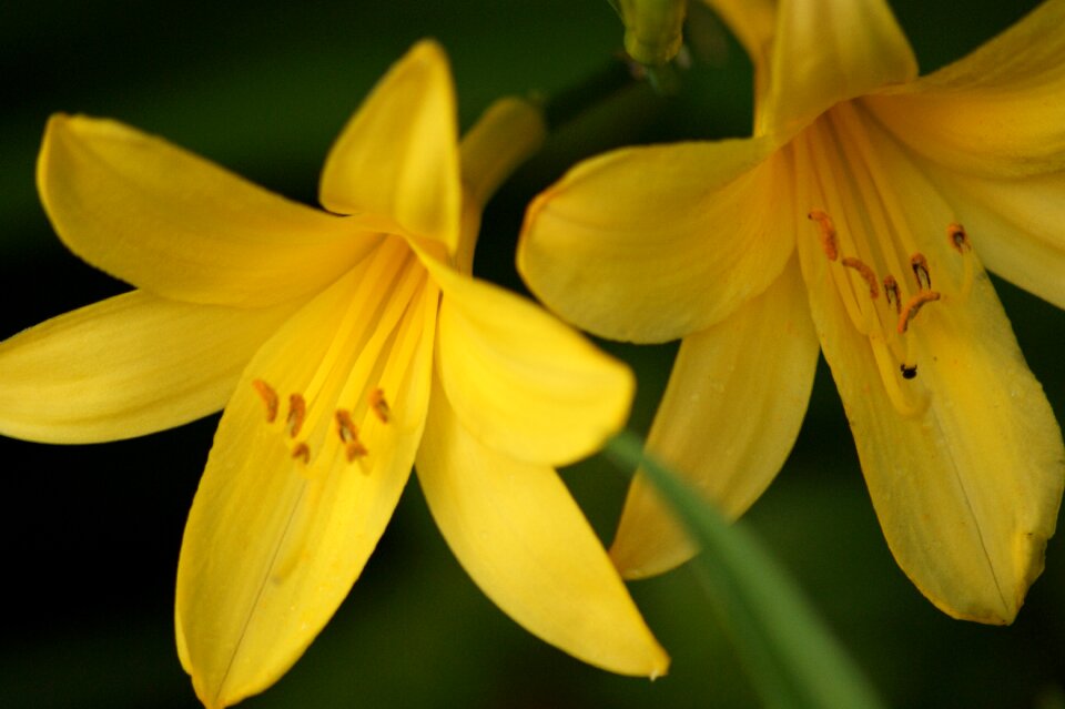 Lily plant flower photo