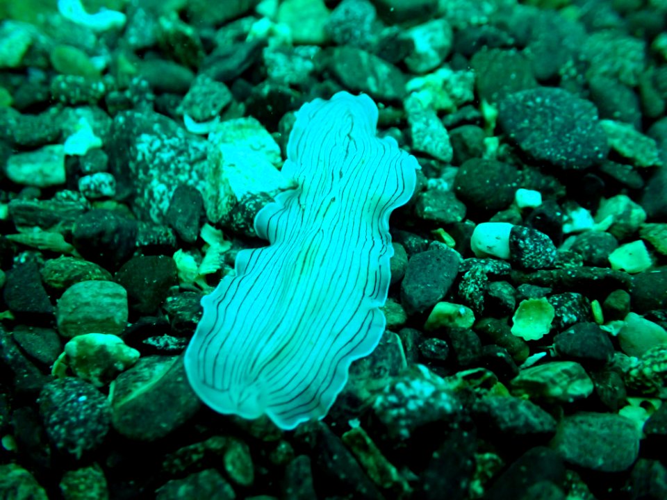 Candy stripe flatworm (Prostheceraeus vittatus)